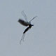 28 June 2009 – Djúpavík. Flying enities.