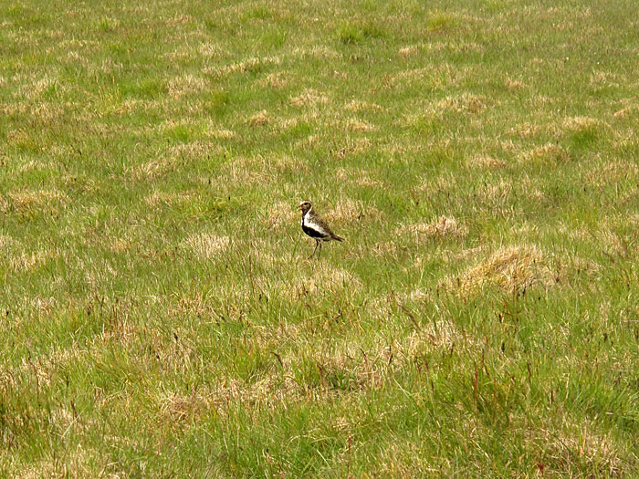 Krossnesfjall. Short trip together with Martin, Anna and Tim. - A bird, which was running the whole time (not flying!) - and singing ... And this bird is called Lóa (or <a href='http://en.wikipedia.org/wiki/Eurasian_Golden_Plover' target='_blank' class='linksnormal'>"golden plover"</a> ). (14 July 2010)