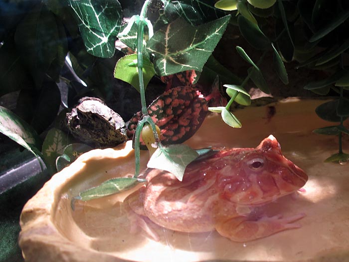 Reykjavík. Im Zoo - exotisches, gewöhnliches und kurioses. - Pacman froskur (<a href='http://de.wikipedia.org/wiki/Hornfrsche' target='_blank' class='linksnormal'>Hornfrösche</a>). (11.03.2011)