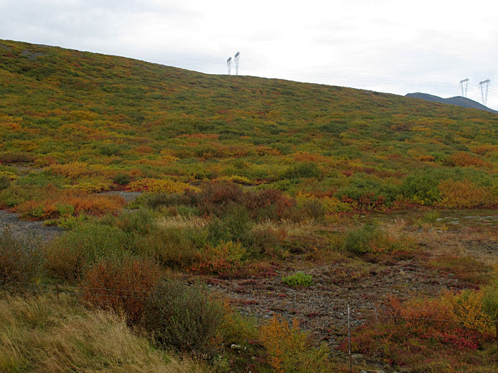 Hvalfjörður. Nochmals Hvalfjörður, aber diesmal ganz. - Herbst, Herbstfarben. (24.09.2011)