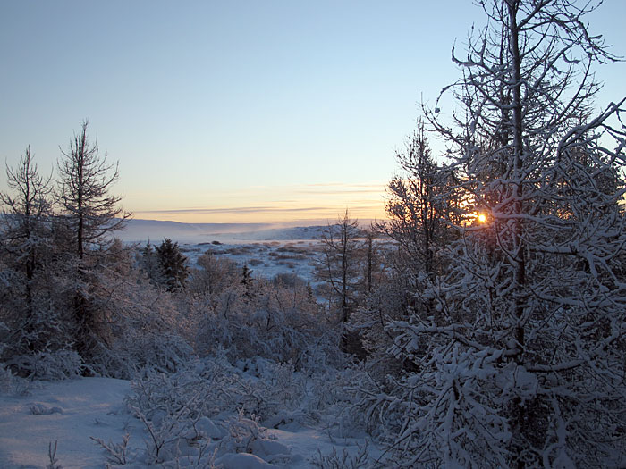 Reykjavík. Spaziergang im Wald, einem Wald mit viel Schnee! - Heiðmörk. (21.01.2012)