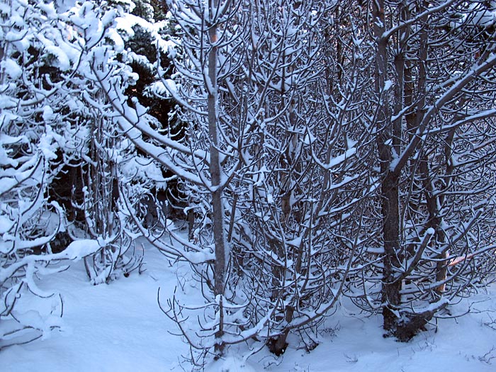 Reykjavík. Spaziergang im Wald, einem Wald mit viel Schnee! - Heiðmörk. (21.01.2012)
