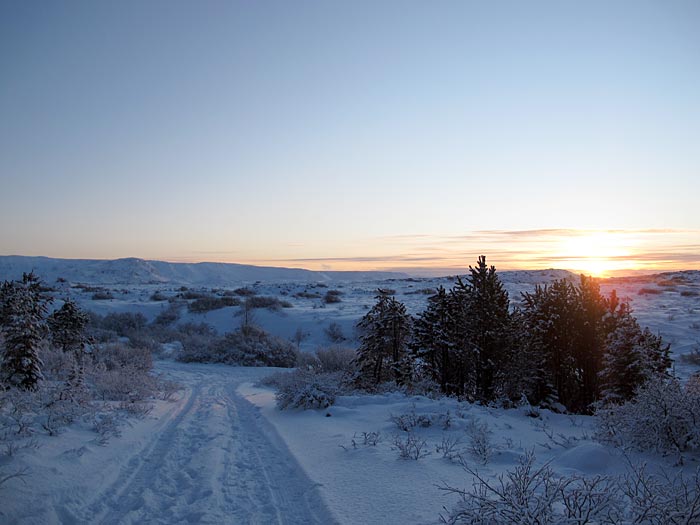 Reykjavík. Walk in a forest, a forest with a lot of snow. - Heiðmörk. (21 January 2012)