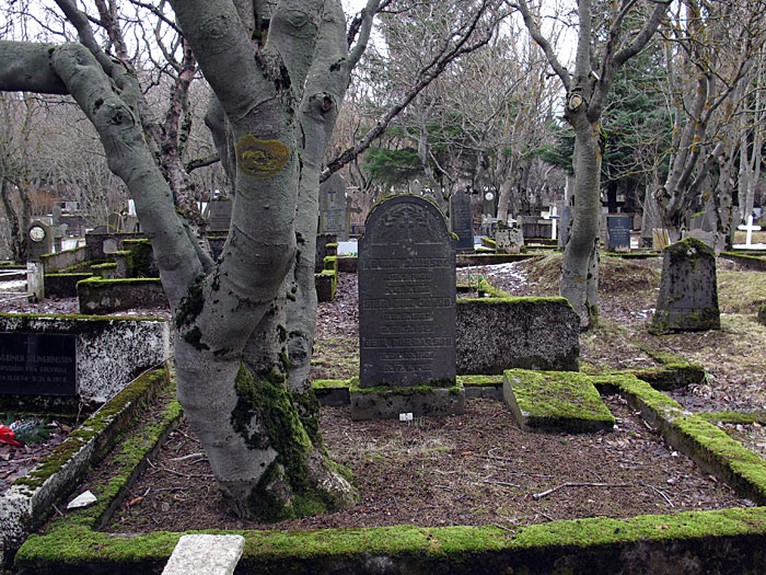 Reykjavík. Der alte Friedhof. Und alte Bäume. - IV. (12.03.2012)