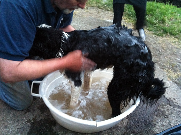 Djúpavík. Verschiedenes XXXXVI. - Freyja muss auch mal gebadet werden. Aber sie liebt und geniesst es - bei einer solchen Ganzkörpermassage ... (10. bis 18.07.2012)