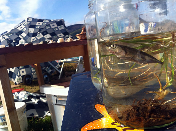 Djúpavík. "Hello, fishes!". - In the store here in Djúpavík. I. (6 August 2012)
