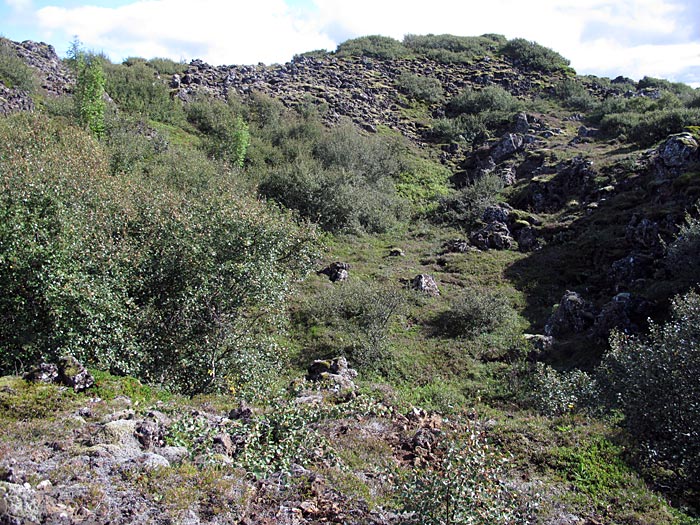 Reykjavík. Picking blueberries. - Heiðmörk, a lot of berries! (26 August 2012)