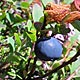 26 August 2012 – Reykjavík. Picking blueberries. (3 pictures)