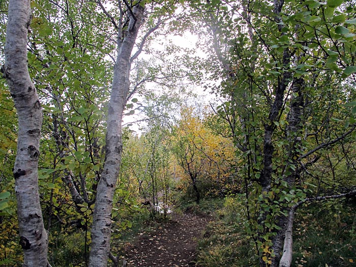 Reykjavík. Golden Circle, etwas anders. - <a href='http://de.wikipedia.org/wiki/ingvellir' target='_blank' class='linksnormal'>Þingvellir</a>. Wald und Herbstfarben. I. (26.09.2012)