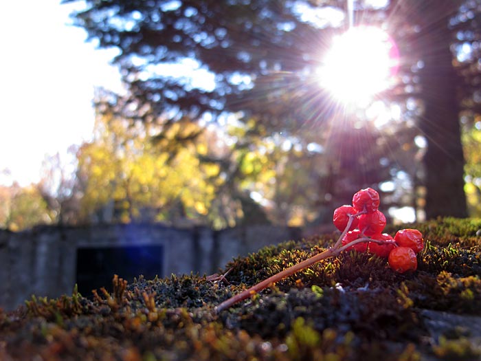 Reykjavík. Friedhof 'Hólavallagarður' im Herbst. - Nachdenken ... IV. (Weitere Bilder des Friedhofes <a href='https://www.claus-in-iceland.com/12-03/b4911.php' target='_blank' class='linksnormal'>hier</a>, aufgenommen im März 2012). (04.10.2012)