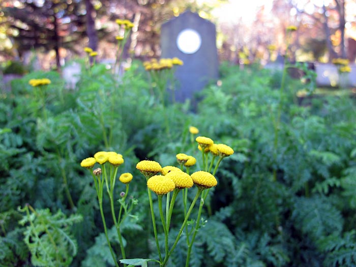 Reykjavík. Friedhof 'Hólavallagarður' im Herbst. - Nachdenken ... VI. (Weitere Bilder des Friedhofes <a href='https://www.claus-in-iceland.com/12-03/b4911.php' target='_blank' class='linksnormal'>hier</a>, aufgenommen im März 2012). (04.10.2012)
