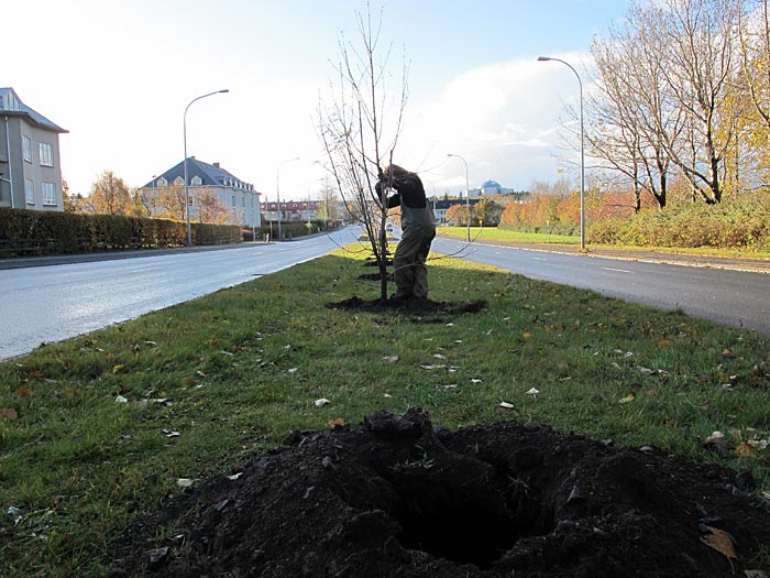 Reykjavík. Planting trees. - I look out of my window at home and I can see these trees. (11 October 2012)