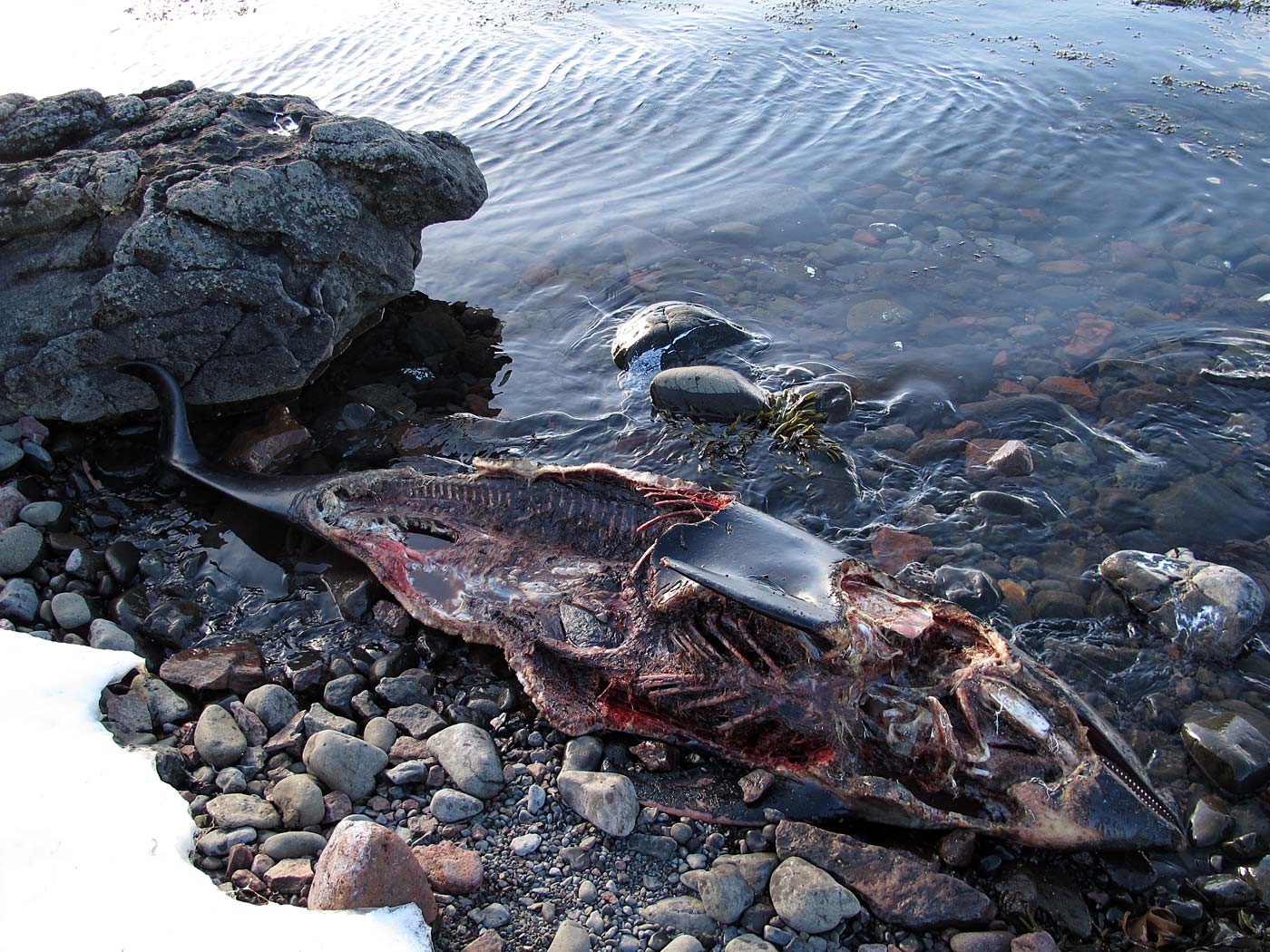 Djúpavík. Drei Tage in Djúpavík. Samstag. - Der Kadaver eines verendeten Delphins. (20.04.2013)
