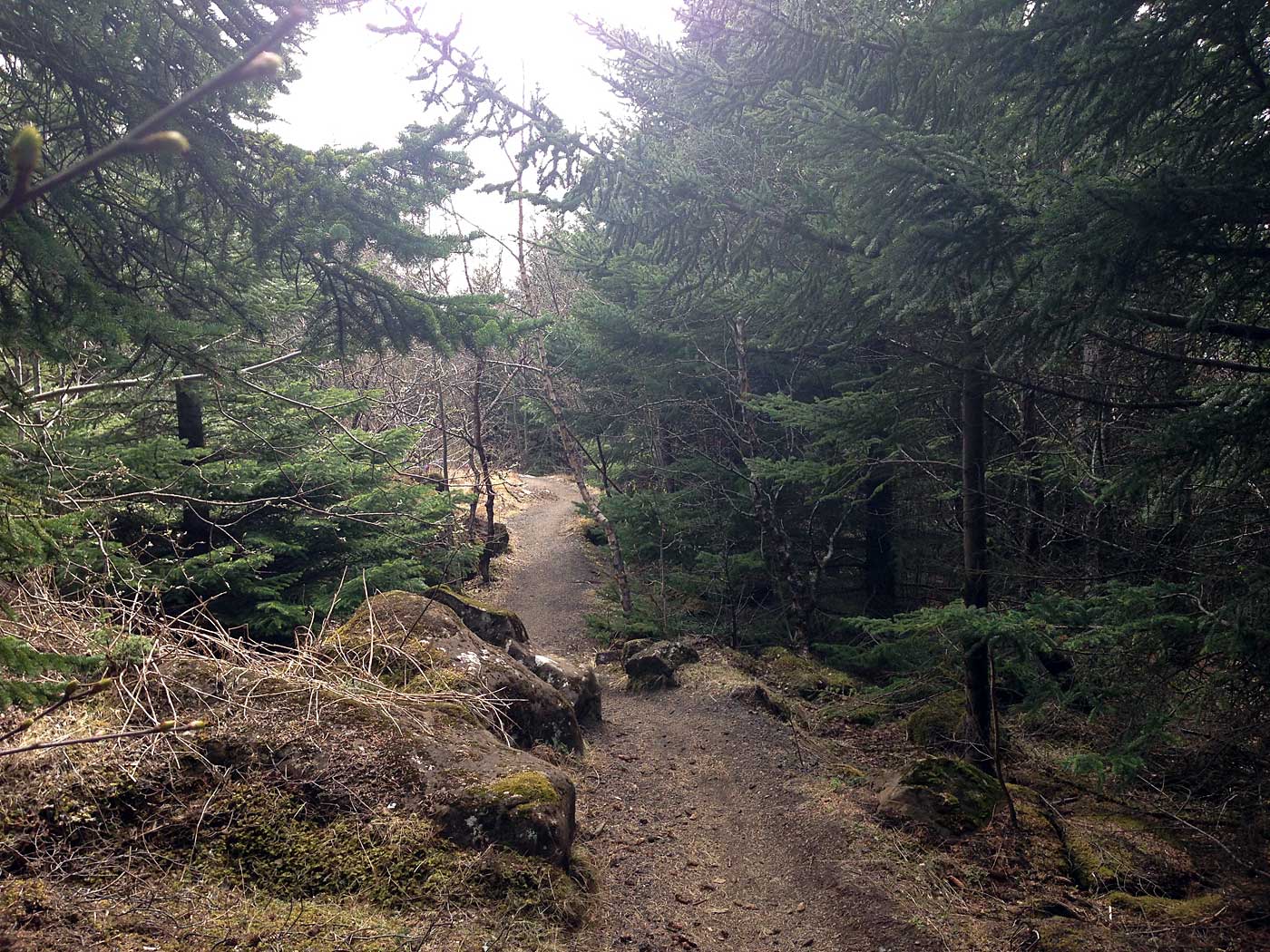 Reykjavík. Ein Wald ist ein Wald ein Wald mit Bäumen. - Der Wald um Perlan herum (Öskjuhlíð). III. (09.05.2013)