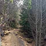 09.05.2013 – Reykjavík. Ein Wald ist ein Wald ein Wald mit Bäumen. (6 Bilder)