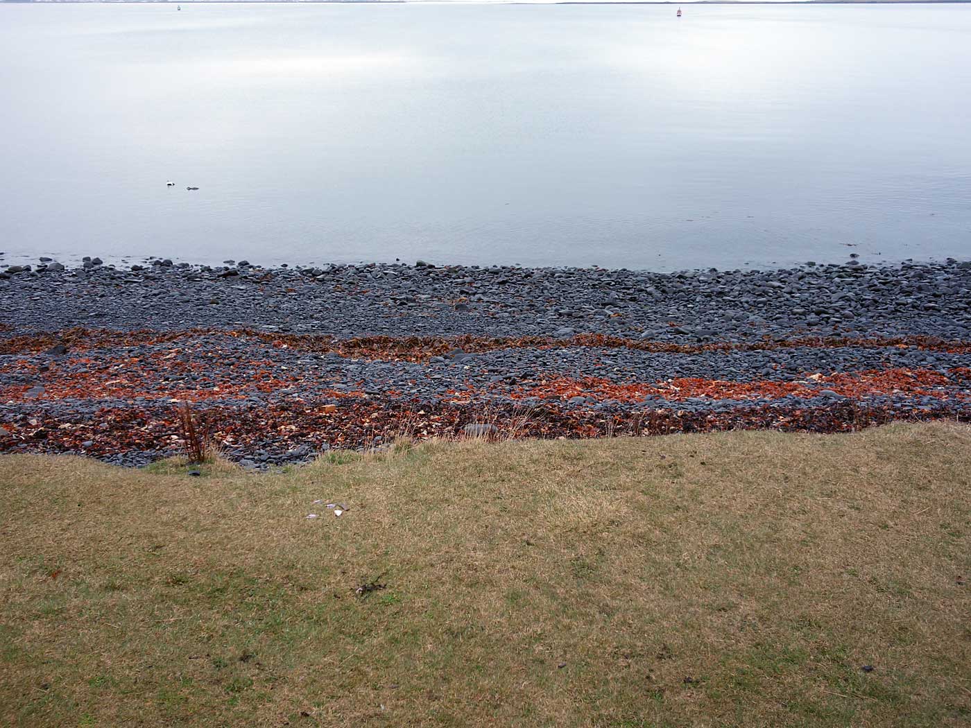 Viðey. Frühjahrsfahrt (mit Regen) nach Viðey. - Auf Viðey. IX. (10.05.2013)