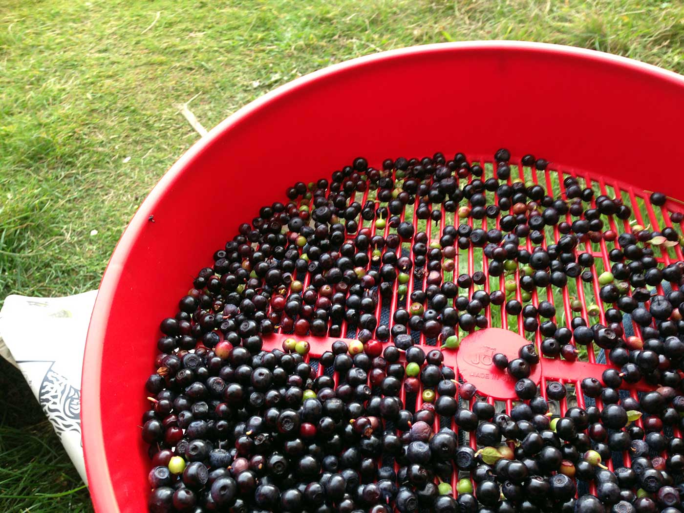 Djúpavík. Miscellaneous LXVI. - A small part of my todays picking of blueberries. (12 till 18 August 2013)