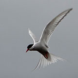 13 and 14 August 2013 – Djúpavík. Kría (Arctic tern). (10 pictures)