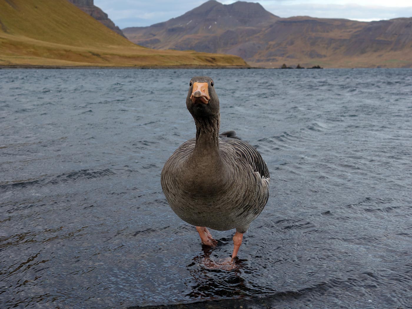 Djúpavík. Und Trékyllisvík. II. - Trékyllisvík, Die Gans. II. (12.10.2013)