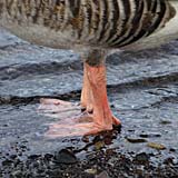 12.10.2013 – Djúpavík. Und Trékyllisvík. II. (16 Bilder)