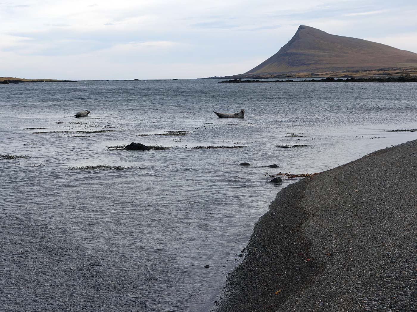 Djúpavík. Und Trékyllisvík. II. - Trékyllisvík, ... Und Seehunde. II. (12.10.2013)