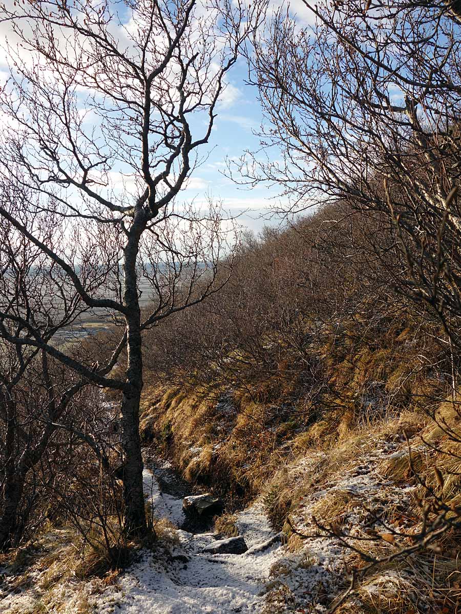 Skaftafell. (Schöne) Wanderung zum Wasserfall Svartifoss. - Welch Überraschung: Ein Baum, der gerade nach oben wächst! (16.11.2013)