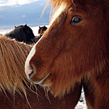 17 November 2013 – Horses near Vík. (2 pictures)
