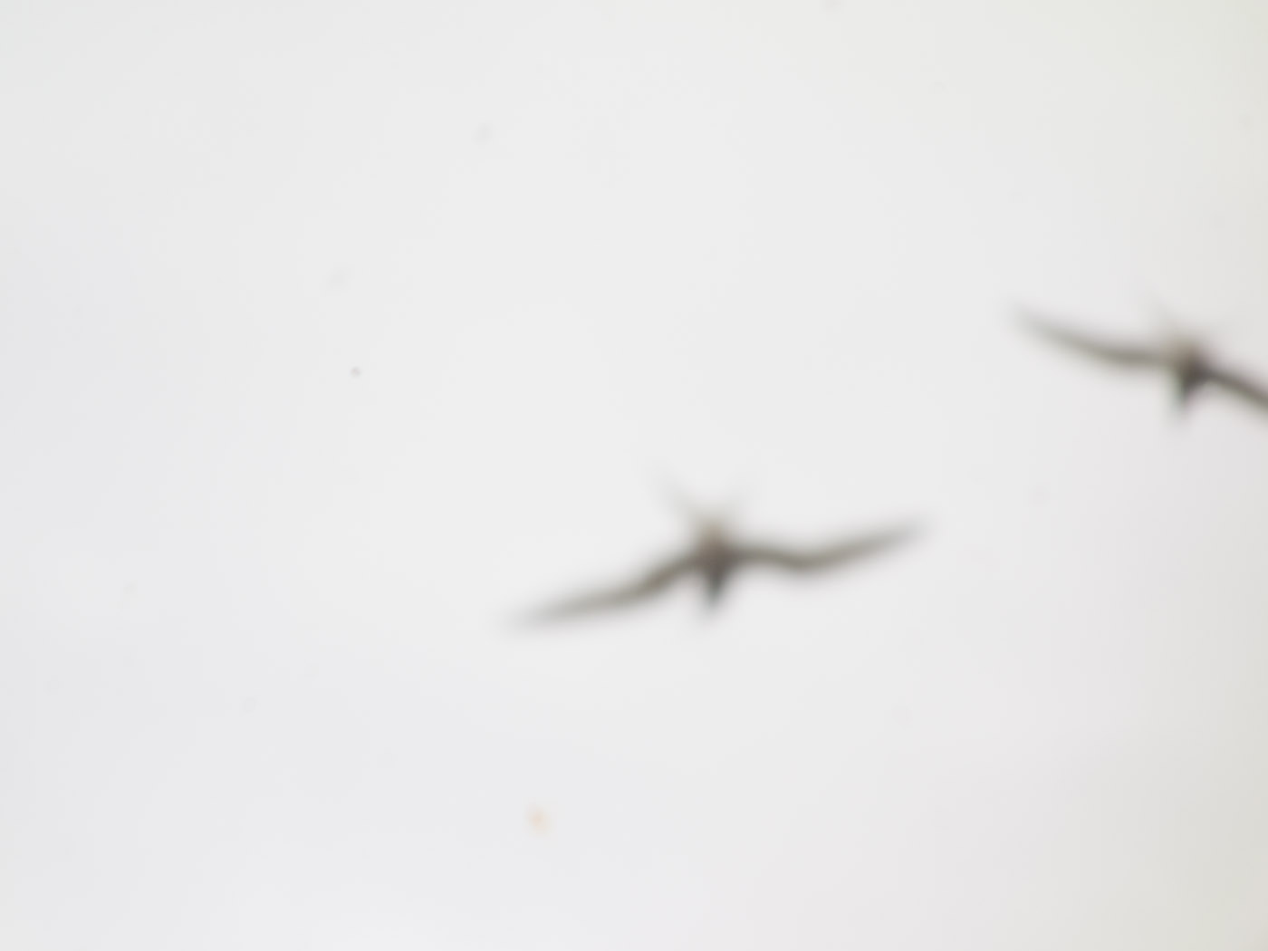 Djúpavík. Week 5. - Krías (Artic Tern). (23 June till 29 June 2014)
