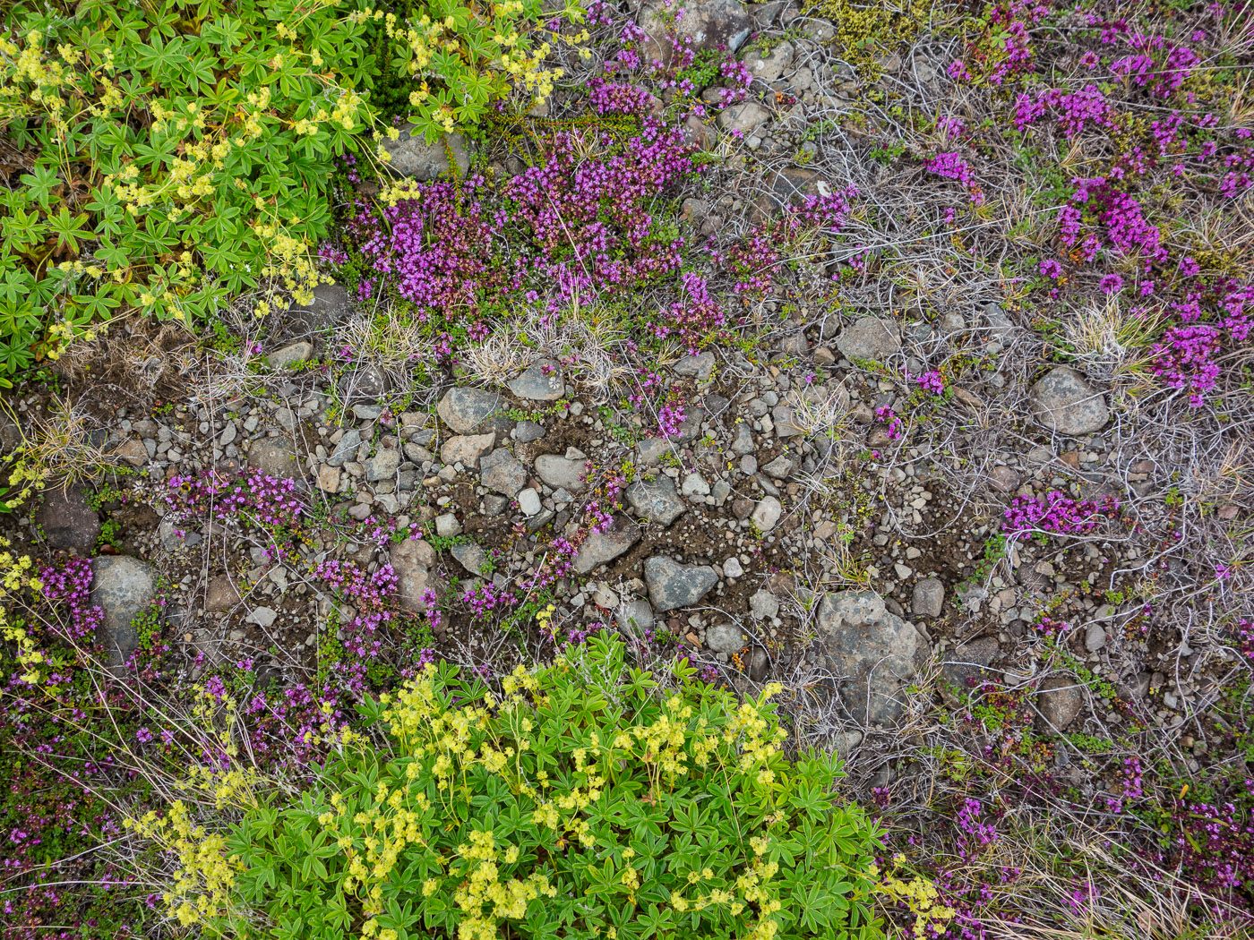 Heydalur (Djúpavík). Week 8. - Húsadalur (Heydalur). Hiking ... III. (14 till 19 July 2014)