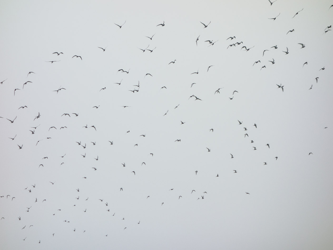 Northern Iceland - Hvammstangi - Svarfaðardalur. On vacation. - Around Vatsnes. IV. Kría birds :-). (20 July 2014)
