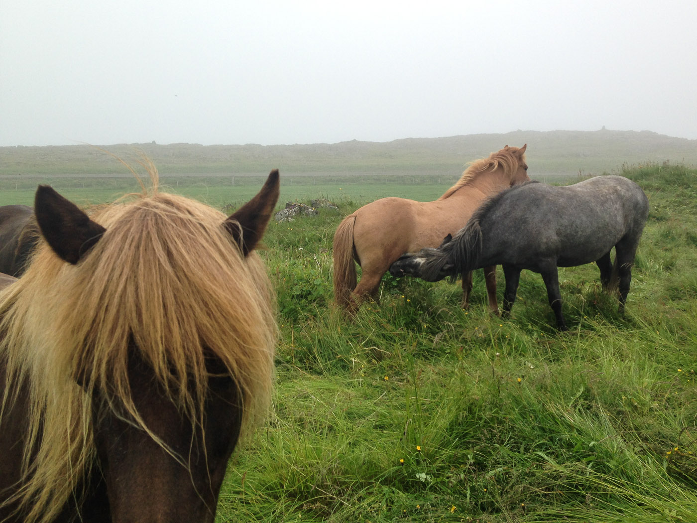 Northern Iceland - Hvammstangi - Svarfaðardalur. On vacation. - Around Vatsnes. V. And horses ... (20 July 2014)