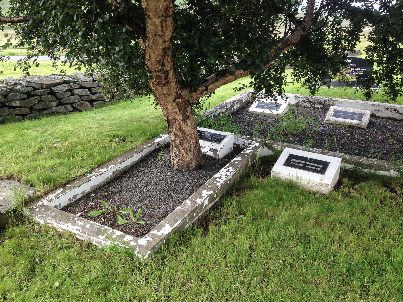 Northern Iceland - Back to Reykjavík. On vacation. - <a href='https://en.wikipedia.org/wiki/H%C3%B3lar' target='_blank' class='linksnormal'>Hólar</a> - a tree instead of a flower ... I. (27 July 2014)