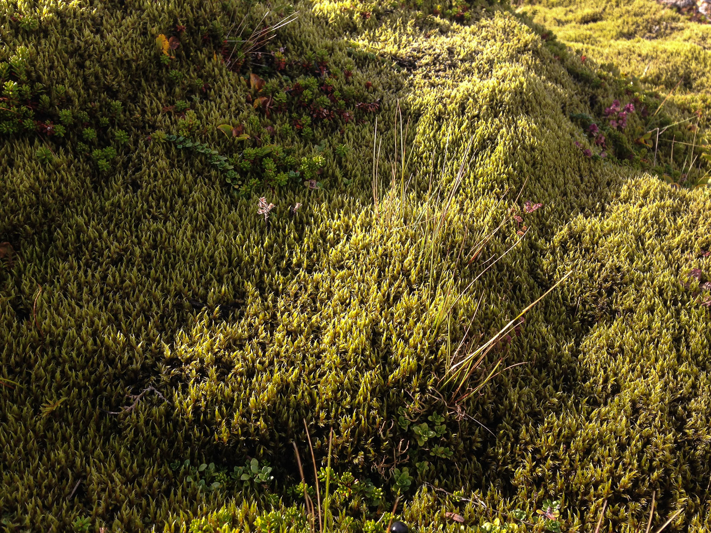 Kleifarvatn and Krýsuvík and Seltún. - Kleifarvatn. VIII. (12 September 2014)