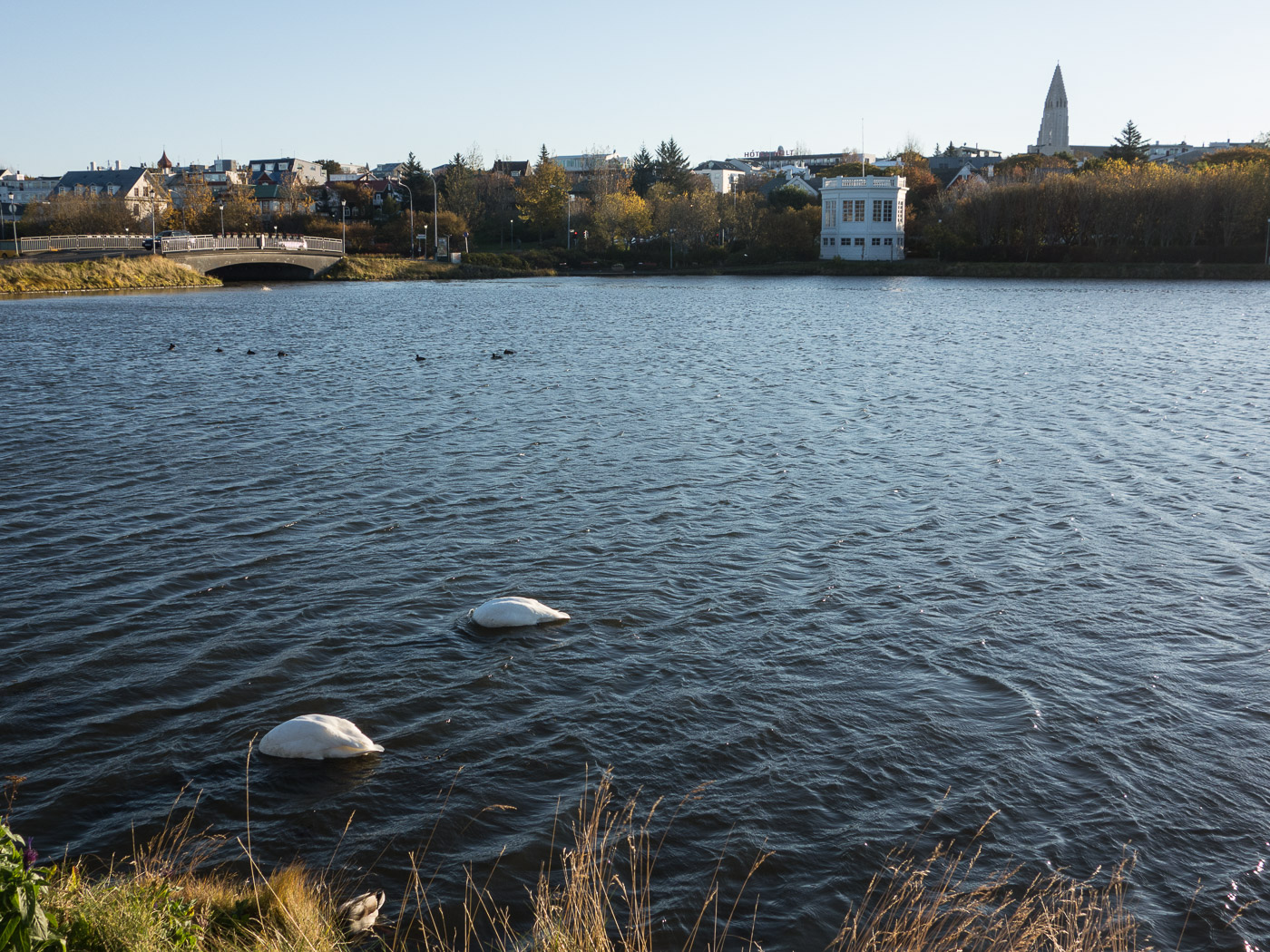 Reykjavík. Miscellaneous LXXX. - . (5 till 31 October 2014)