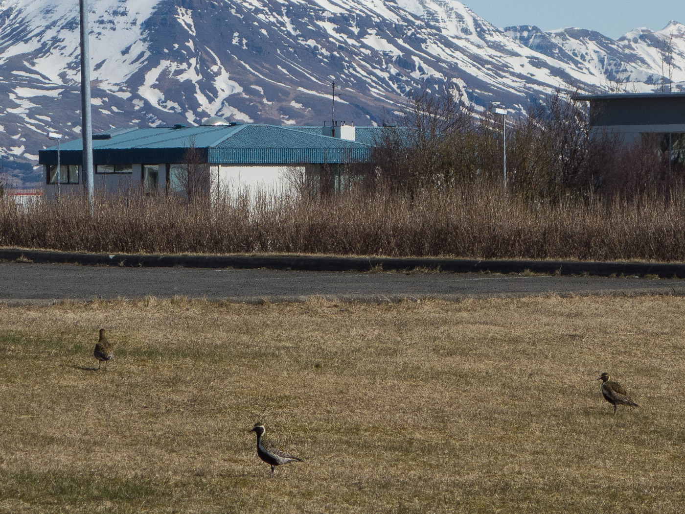 Reykjavík. Miscellaneous LXXXVI. - Lóa birds - this year they stayed for a longer time in the south western area because further north it was till too cold and had too much snow for them ... (1 till 29 April 2015)