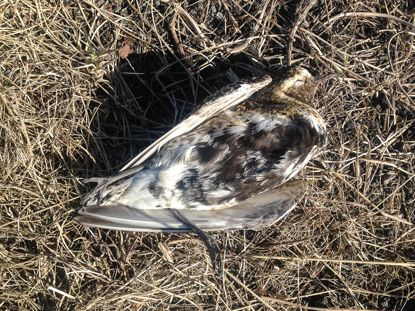 Gunnuhver area. - VII. A dead Lóa bird ... (1 May 2015)