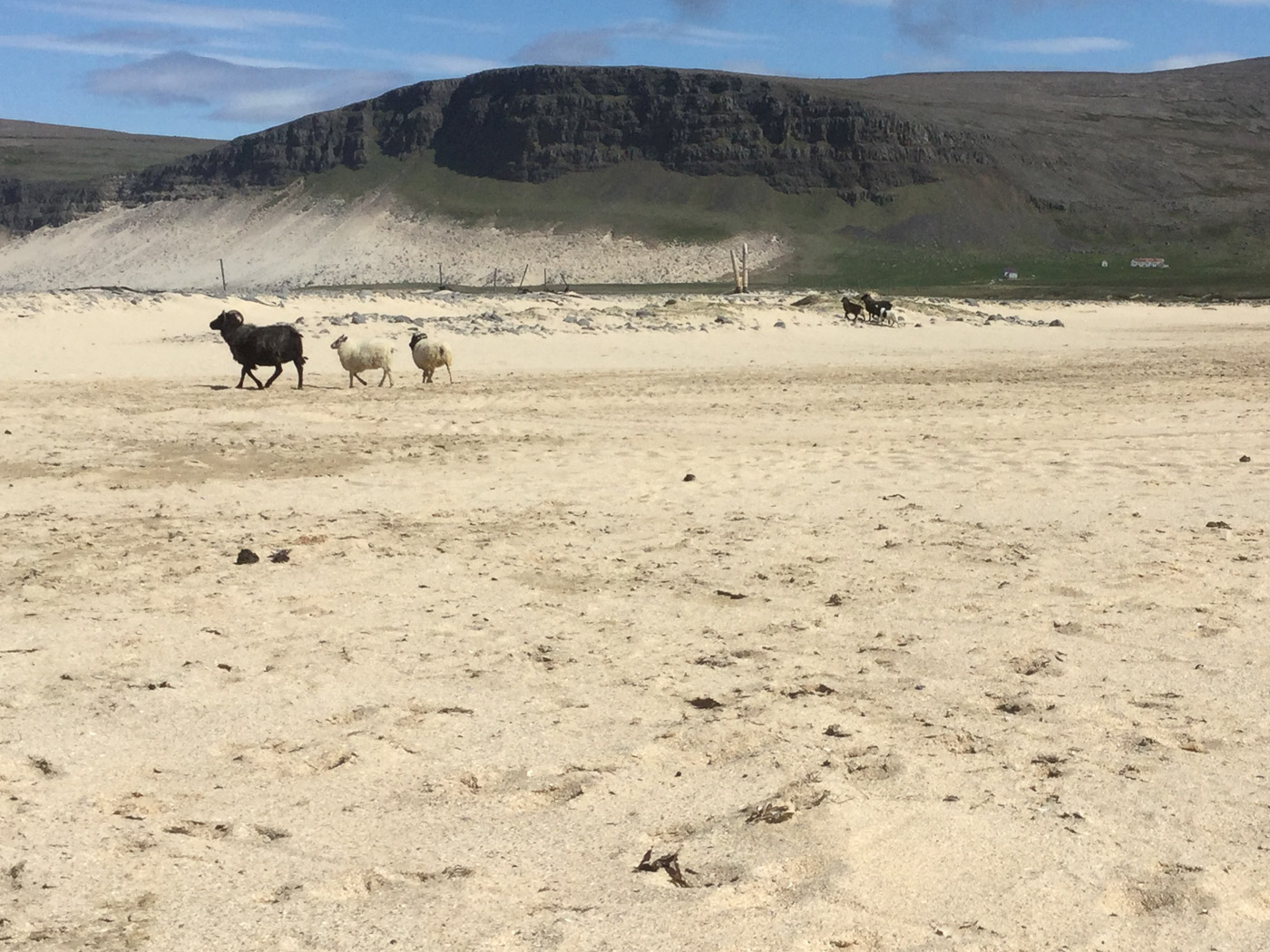 Westfjords in seven days. - Kollsvík. (7 til 13 July 2015)