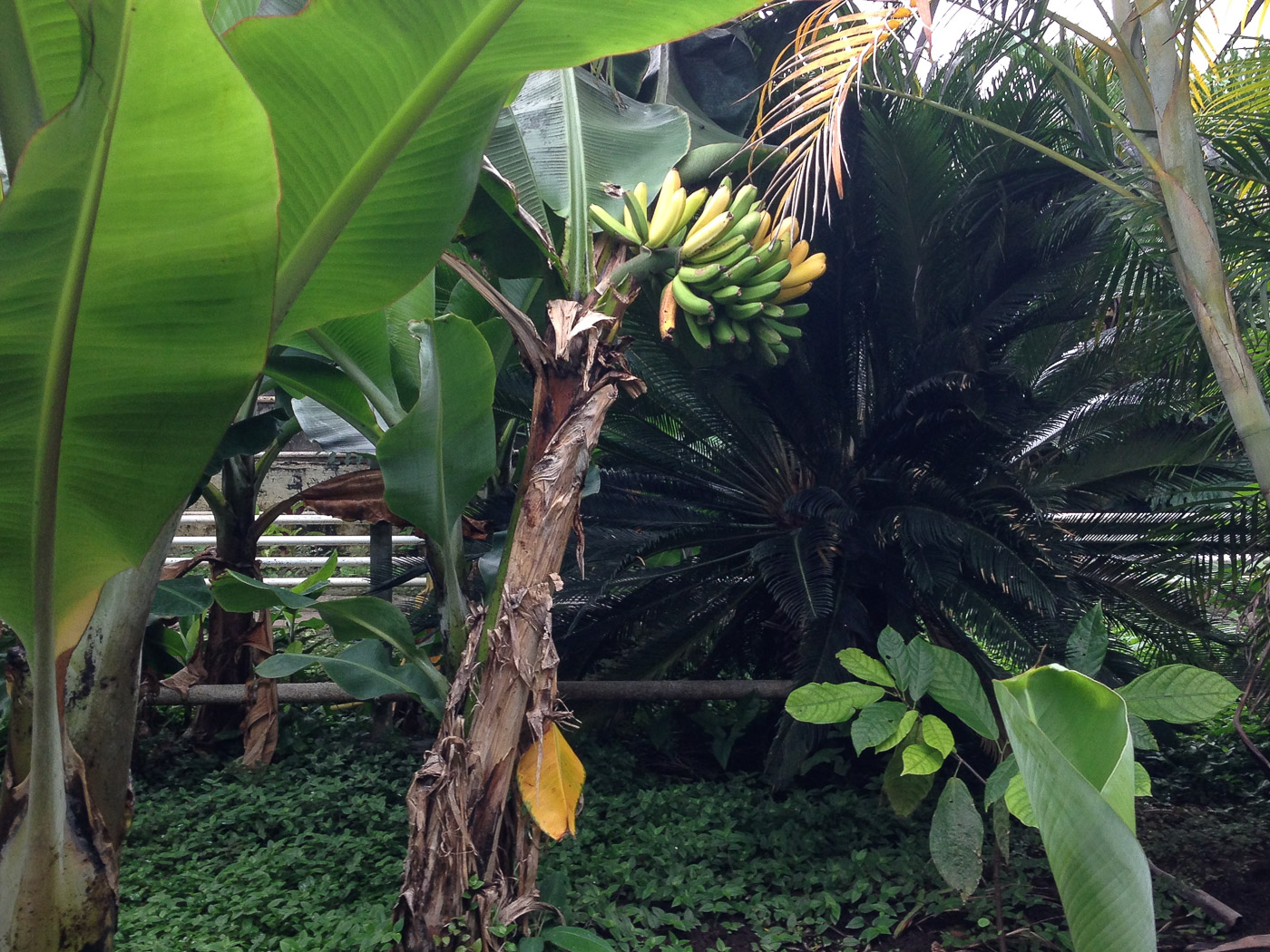 Reykjavík. Miscellaneous LXXXIX. - Bananas in Icelands? Yes, in greenhouses in Hveragerði grow bananas and ... (2 till 22 September 2015)
