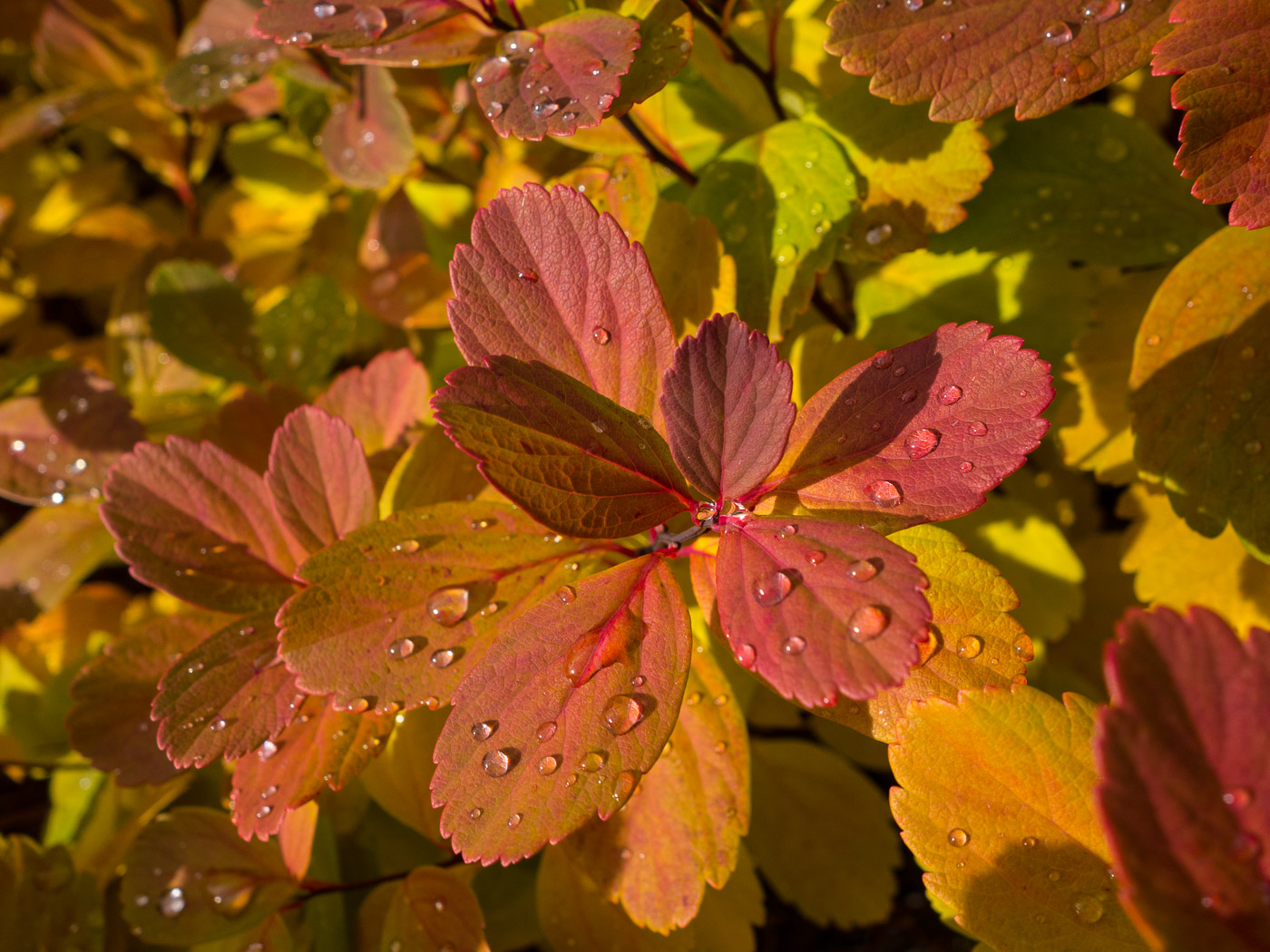 Reykjavík. Miscellaneous LXXXX. - Autumn colours. II. (10 till 31 October 2015)