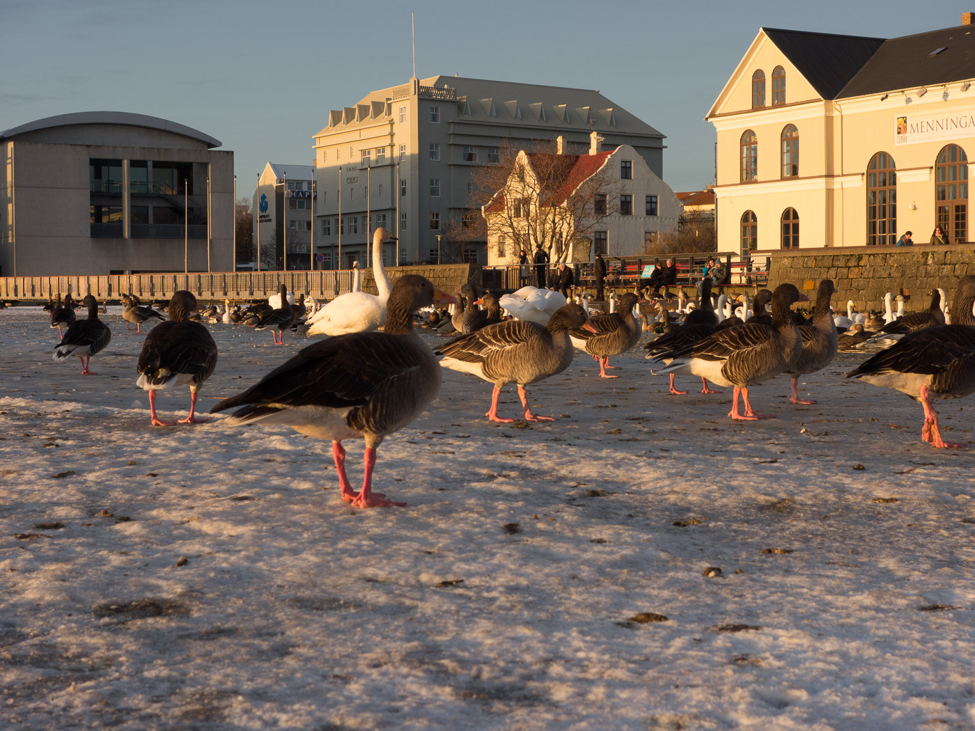 Reykjavík. Miscellaneous XCIII. - Thjörnin pond. (1 till 31 January 2016)