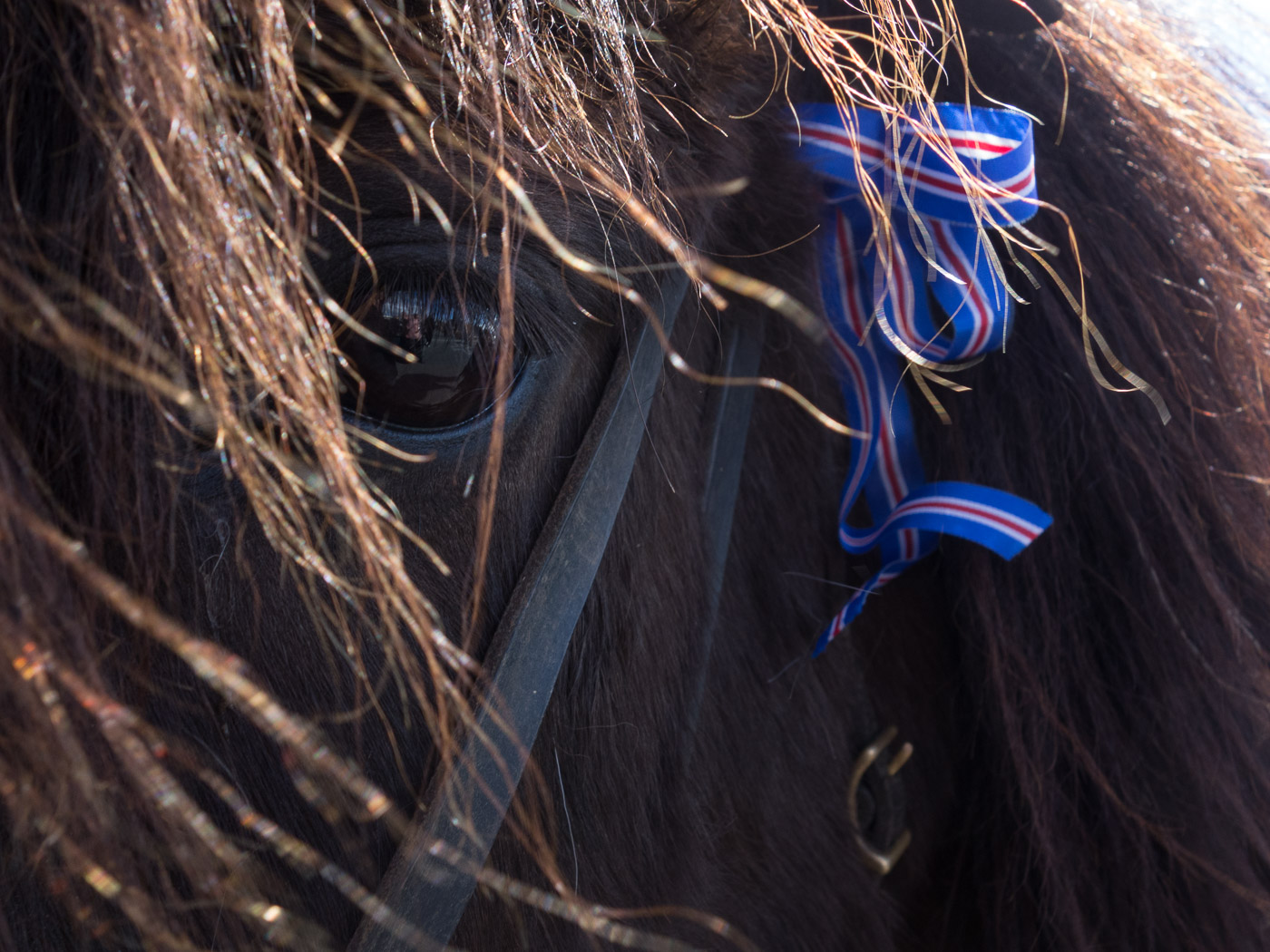 Reykjavík. Miscellaneous XCVI. - A horse, detail. (1 till 30 April 2016)