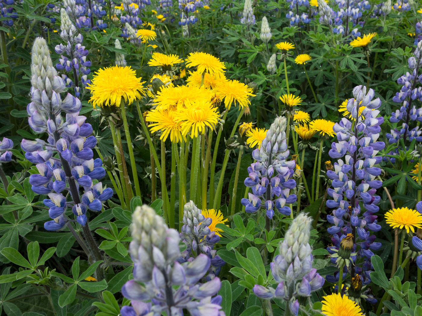 Reykjavík and little bit more. Miscellaneous 98. - And flowers in summer, vá. III. (4 till 13 June 2016)