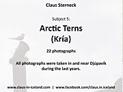 Subject 5 - Arctic Tern (Kría) - 22 pictures