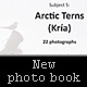 My new photo book - Subject 5 - Arctic Tern (Kría) available now!