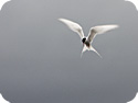 Kría/Arctic Tern (postcard, pk47)