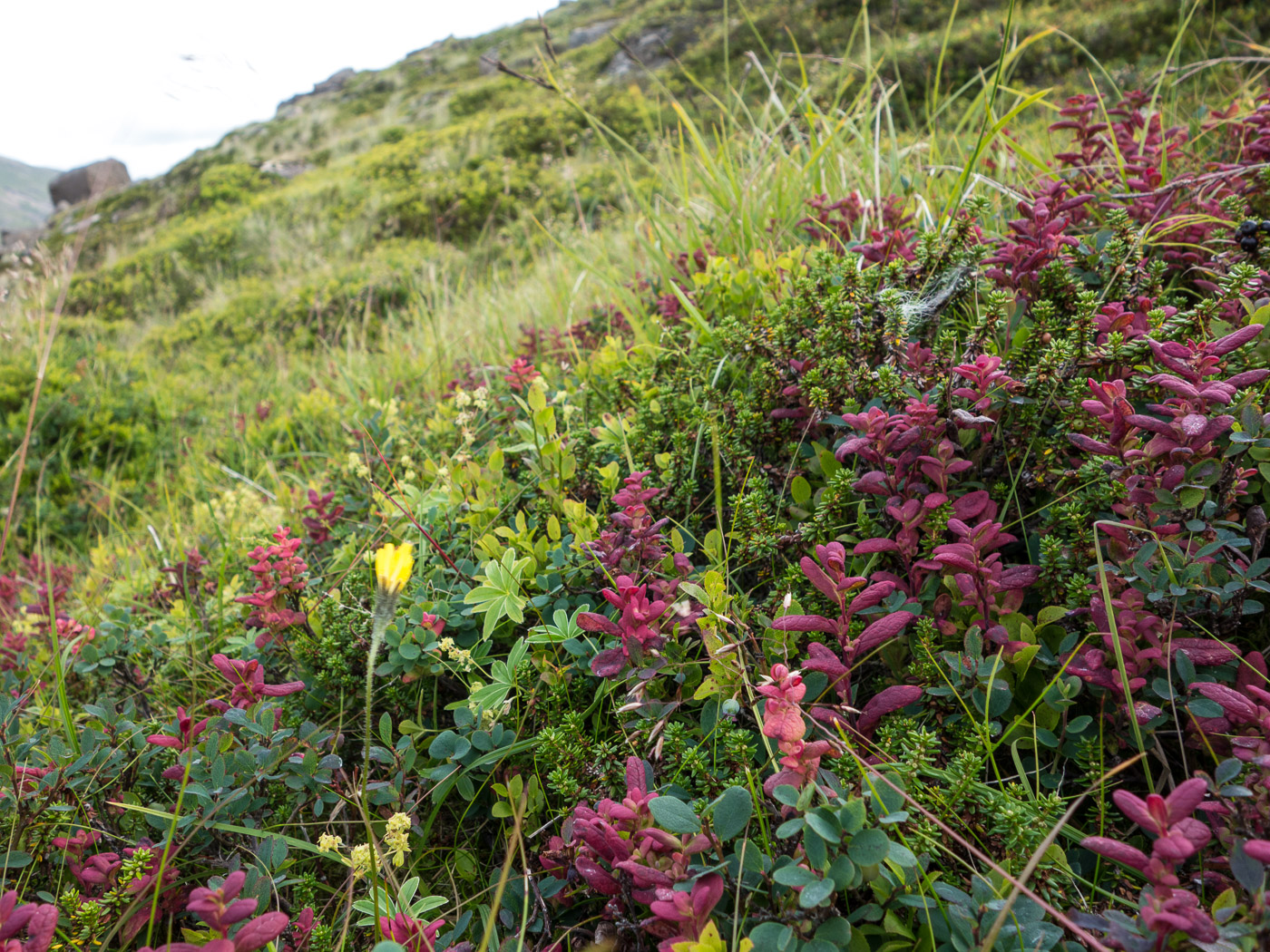 Djúpavík. Week 11. - ... Fall is coming ... (11 till 17 August 2014)