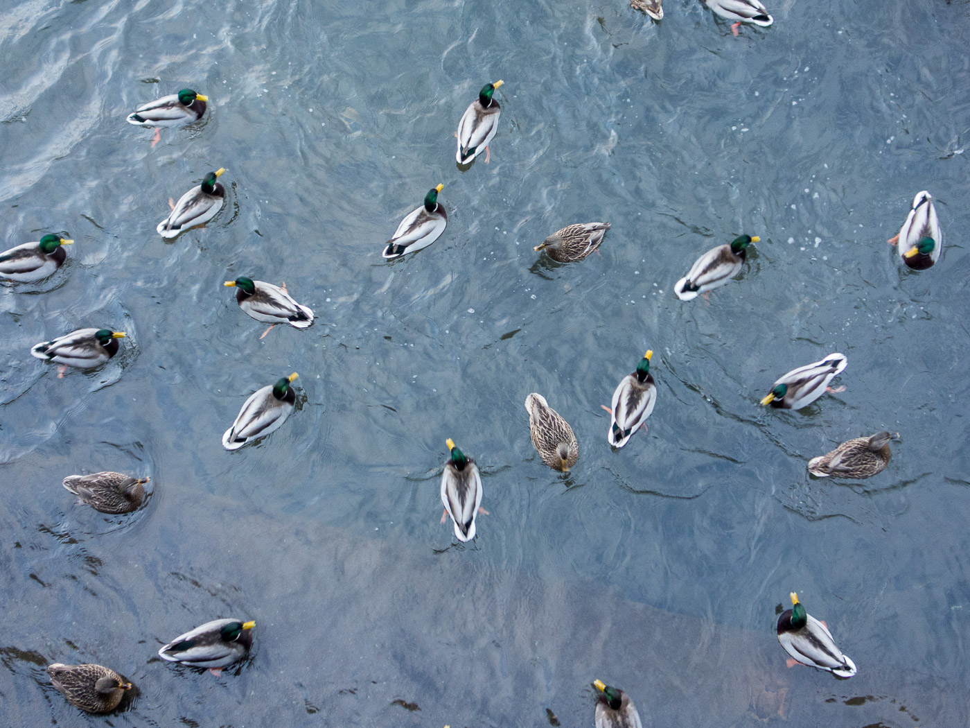 Reykjavík. Elliðaárstítla, and ducks. - V. (30 December 2014)