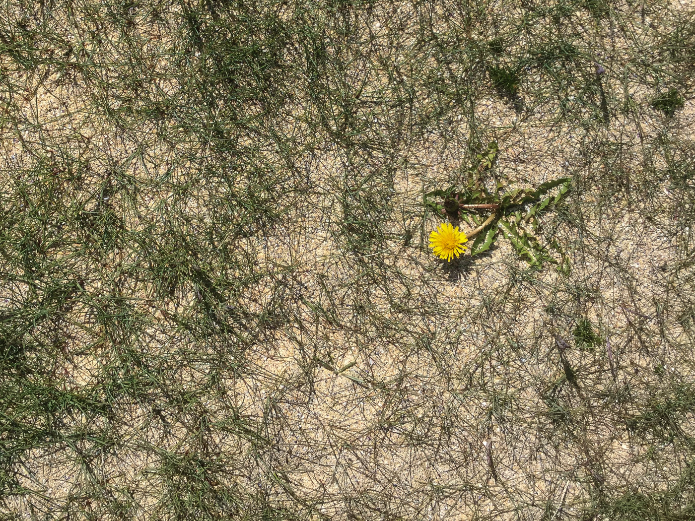 Westfjords in seven days. - Kollsvík. (7 til 13 July 2015)