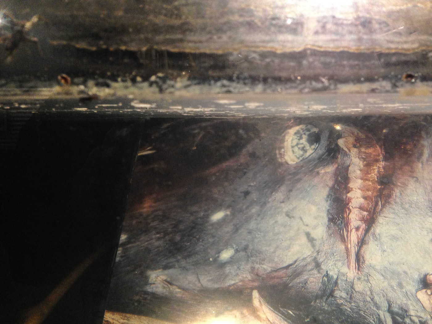 Ólafsvík. STEYPA Photography Exhibition. - <a href='http://www.steypaphoto.com' target='_blank' class='linksnormal'>STEYPA Photography Exhibition</a>. <a href='http://www.steypaphoto.com/steypa-2016/runar-gunnarsson-2016/' target='_blank' class='linksnormal'>Rúnar Gunnarssons</a> pictures are placed in the aquariums - a perfect location for his "Dead Fish Collection". III. (May 2016)